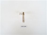 藏品(蟻蛉65)的圖片